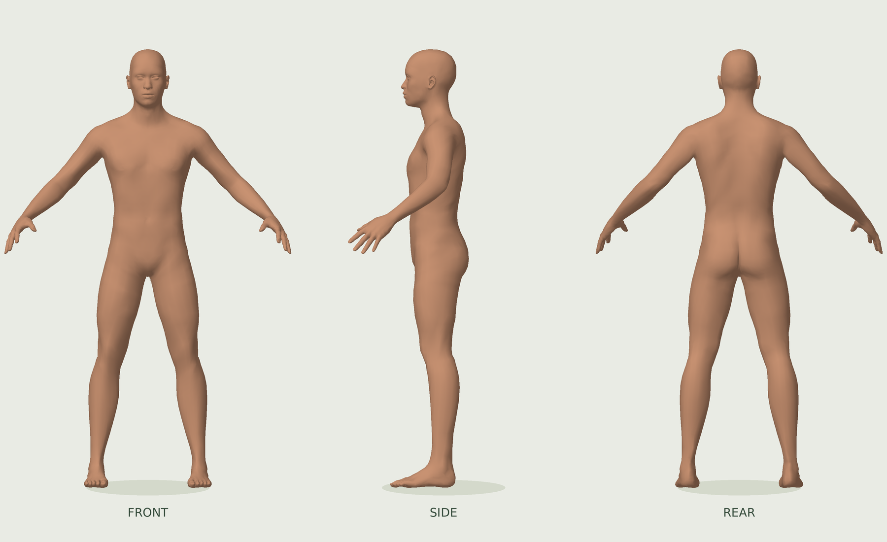 Rendered adult male human mesh in front, side and rear views, with a simplified groin